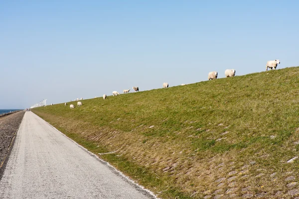 Dike with sheep and windmills in the Netherlands — Stock Photo, Image