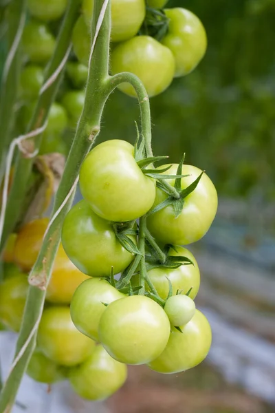 Crescere pomodori in una serra — Foto Stock