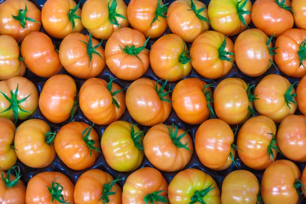 Tomates recién recogidos en el invernadero. Después de unos días de r — Foto de Stock