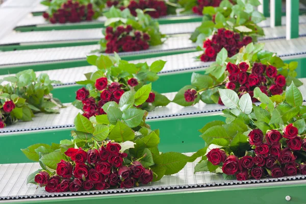 Bunches of roses at a conveyor belt, ready for shipping to the f — Stock Photo, Image