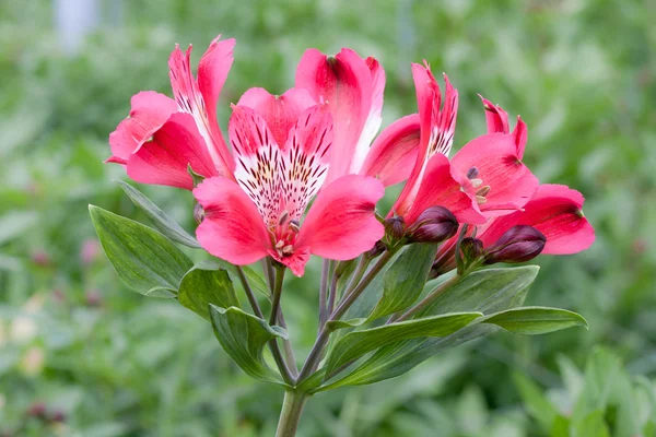 Красивый розовый цветок (альстромерия) в теплице — стоковое фото