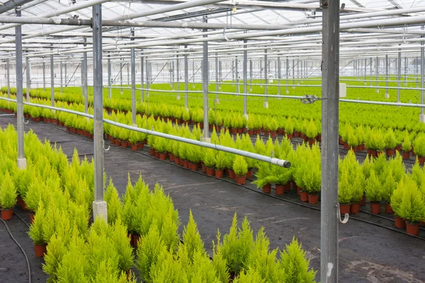 Holenderskiego ogrodnictwa z cyprys w szklarni — Zdjęcie stockowe