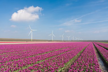 Big Dutch purple tulip field with windturbines clipart