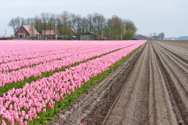 Big field with numerous of red and purple tulips in the Netherla clipart