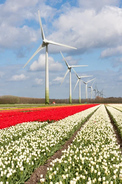Grandes campos de tulipanes coloridos holandeses con turbinas eólicas —  Fotos de Stock