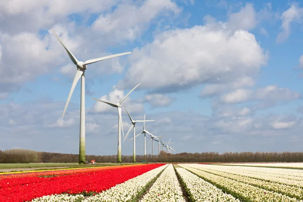 Grandes campos de tulipanes coloridos holandeses con turbinas eólicas — Foto de Stock