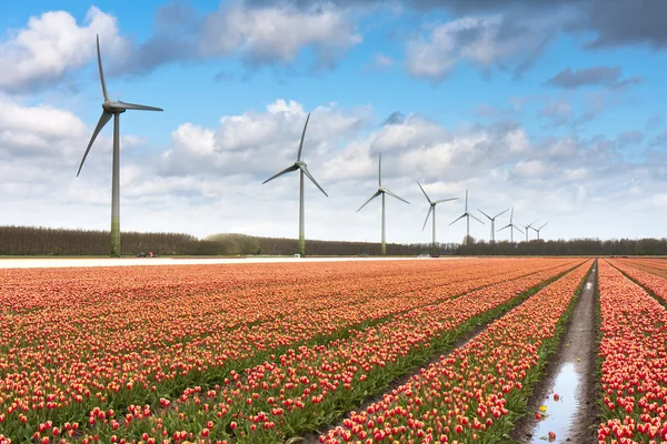 Campo de tulipas holandês após um forte banho de chuva — Fotografia de Stock