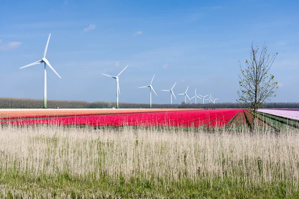 Grandi campi tulipani colorati olandesi con turbine eoliche — Foto Stock