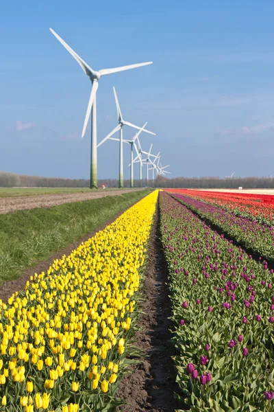 Grandes campos de tulipanes coloridos holandeses con aerogeneradores —  Fotos de Stock