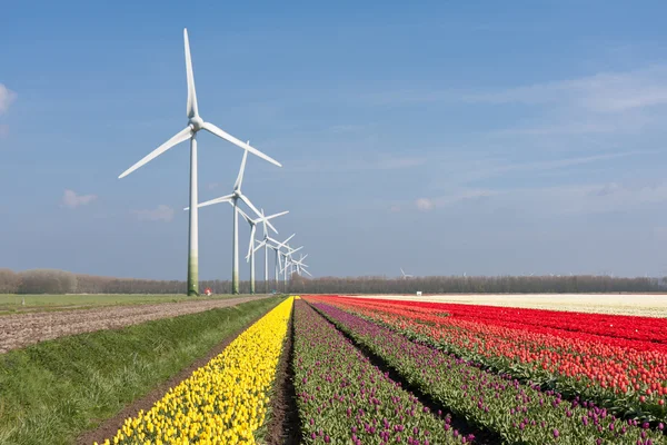 Grandes campos de tulipanes coloridos holandeses con aerogeneradores — Foto de Stock