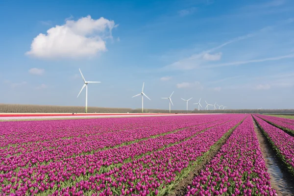 Grande campo de tulipas roxo holandês com turbinas eólicas — Fotografia de Stock