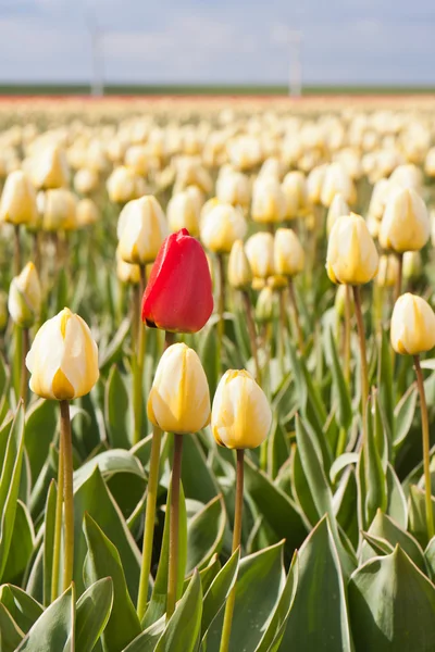 Lonely red flower in yellow tulip field — Stock Photo, Image