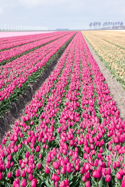 Dutch cultivation of tulip flower bulbs in spring — Stock Photo, Image