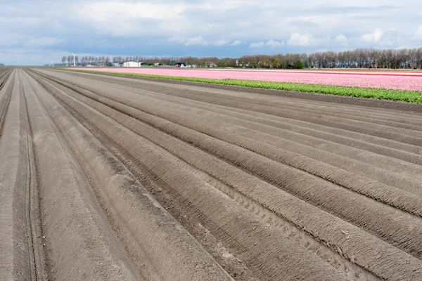 Kale landbouwgrond met tulpenvelden in Nederland — Stockfoto