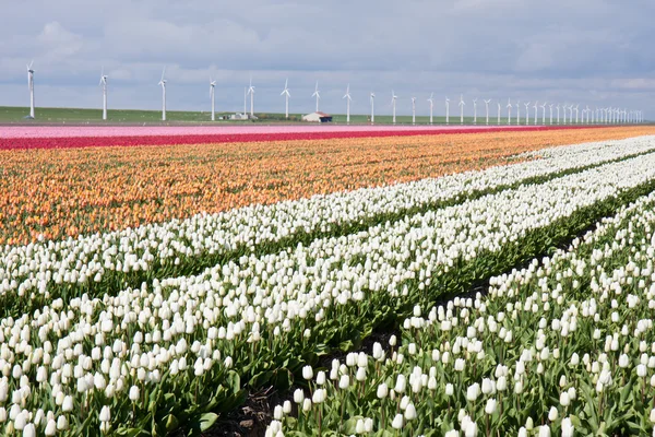 Nederlandsk område med fargerike tulipaner med vindmøller bak. – stockfoto