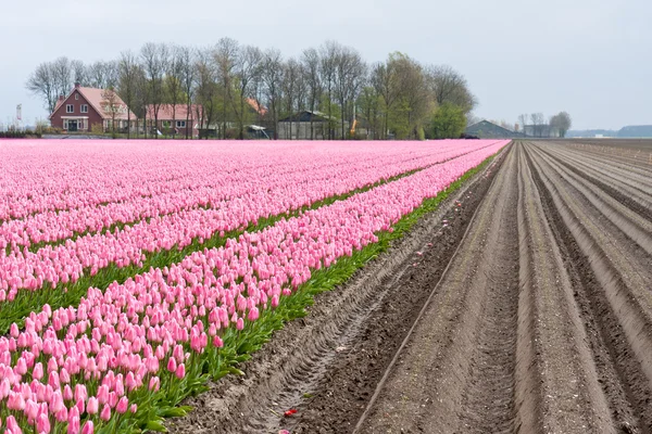 Grand champ avec de nombreuses tulipes rouges et violettes aux Pays-Bas — Photo