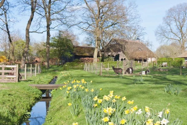 Scène rurale hollandaise avec ferme et chèvres — Photo