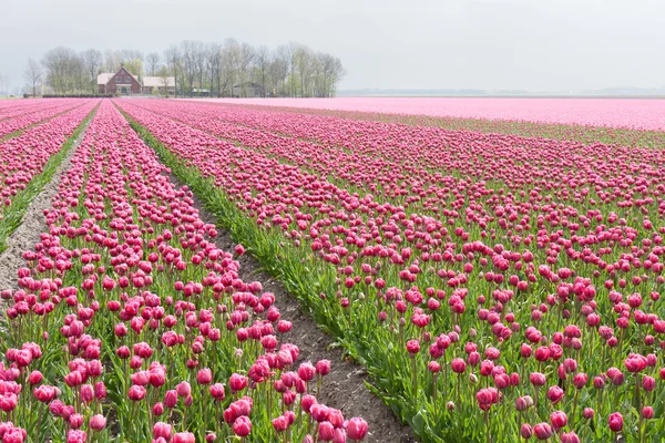 Velké pole s mnoha z červené a fialové tulipány v netherla — Stock fotografie