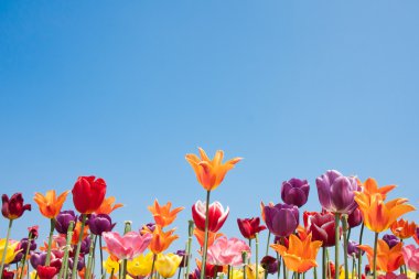 Colorful tulips of the Netherlands clipart