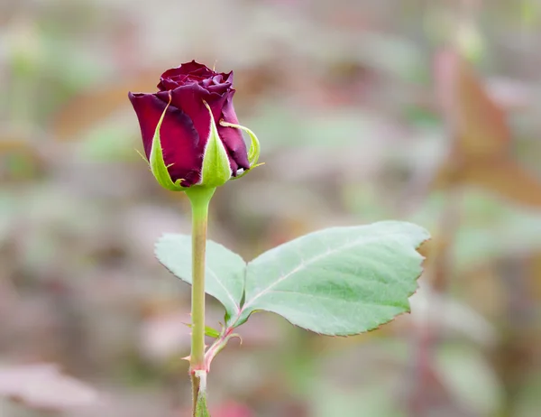 Gyönyörű elszigetelt piros rózsa, az üvegházhatást okozó — Stock Fotó