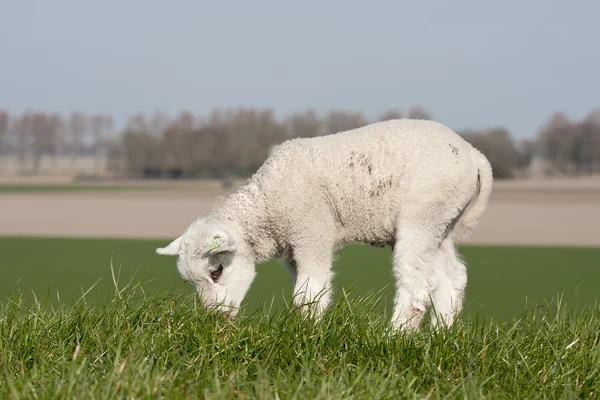 Betande lamm på en vall — Stockfoto