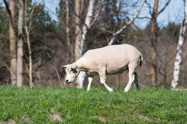 Pastando ovelhas perto de um fundo de árvores — Fotografia de Stock