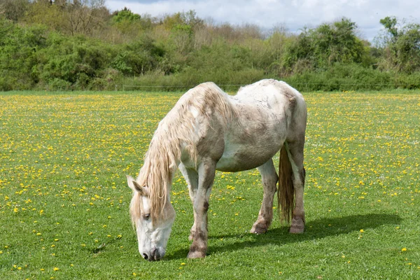 Oude paard in een weide met paardebloemen — Stockfoto