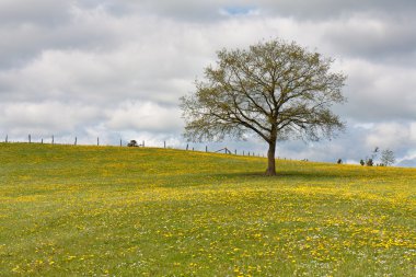 Yalnız ağaç dandelions bir alana