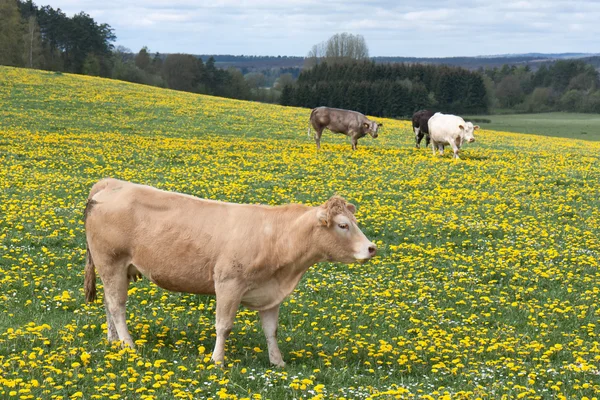 Cows in a field of blooming dandelions — Stock Photo, Image
