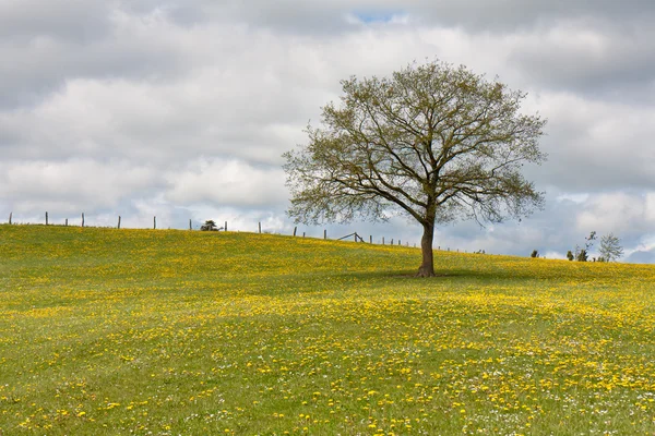 Arbre solitaire dans un champ avec des pissenlits — Photo