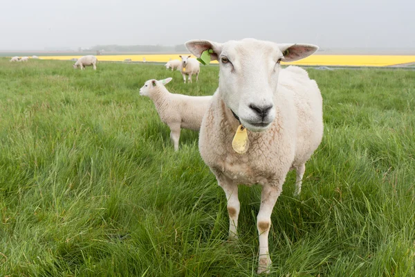 来自荷兰的好奇羊 — 图库照片