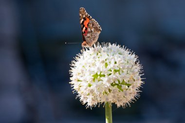 Beyaz allium üzerinde Kelebek