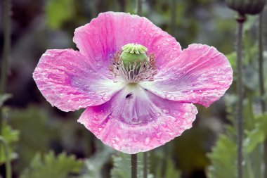 Wet poppy blossom just after rainfall clipart