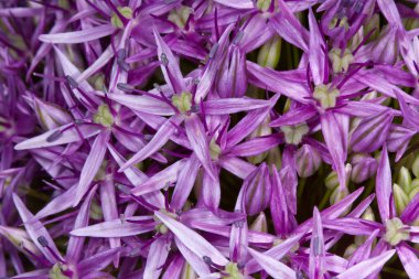 Mor allium closeup