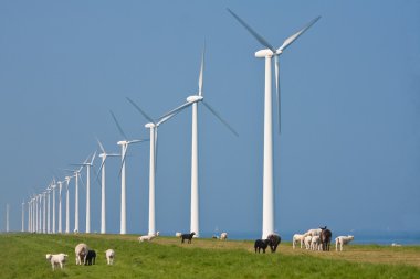 Grazing sheep in front of a row big windturbines in the Dutch se clipart