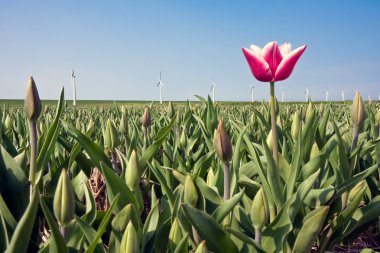 Bahar'ın ilk Hollandalı Lale