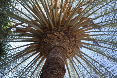 bakan büyük hurma ağacı al la palma, canary Islands