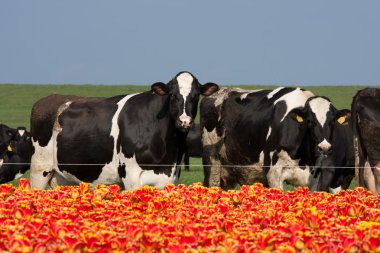 Typical Dutch picture with cows and tulips clipart