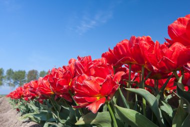 Endless row of red tulips up to the horizon clipart