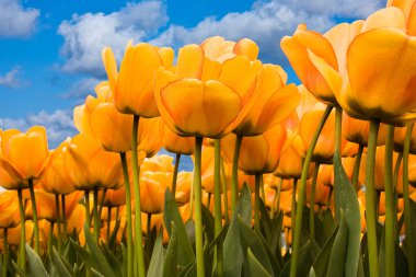 Beautiful yellow tulips clipart