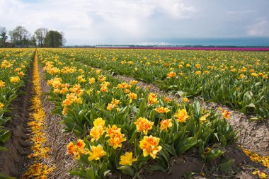 Hollanda Lale alanları