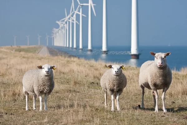 Windmills and sheep — Stock Photo, Image