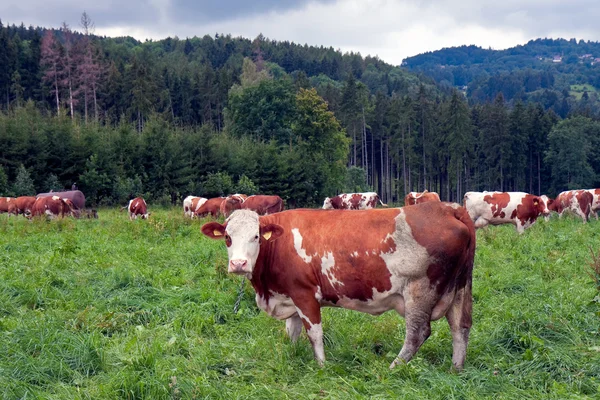 stock image Grazing cows