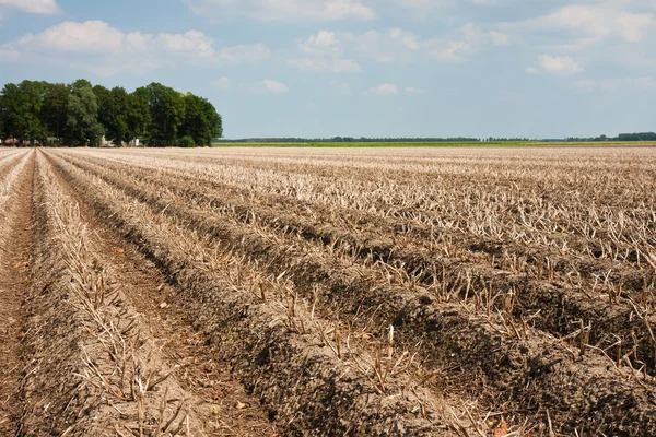 Potato field ready to grub up — Stock Photo, Image