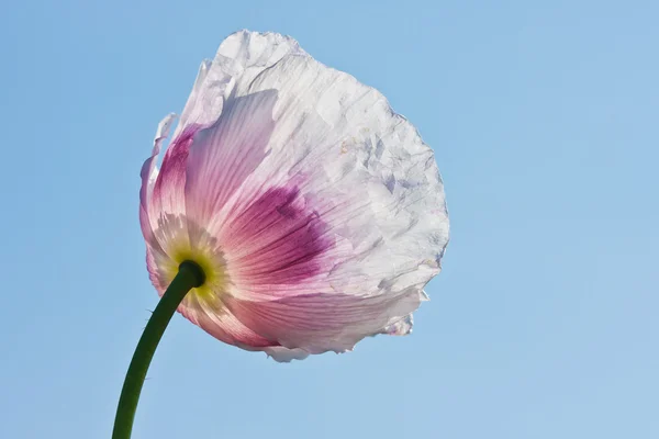 透明白色罂粟 — 图库照片