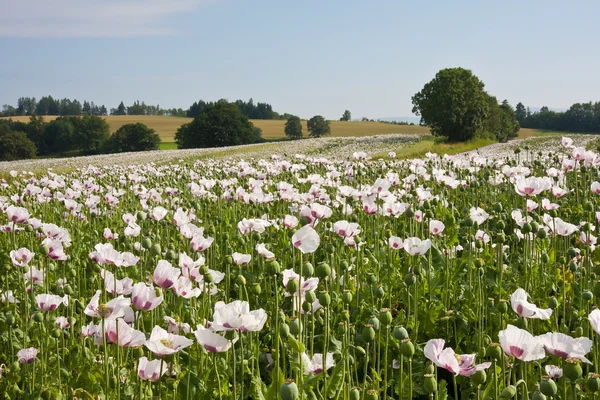 Oblast poppys v češtině — Stock fotografie