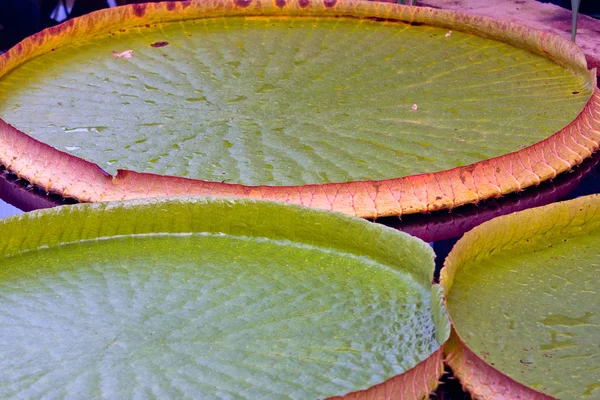 Waterlily with big leaves — Stock Photo, Image