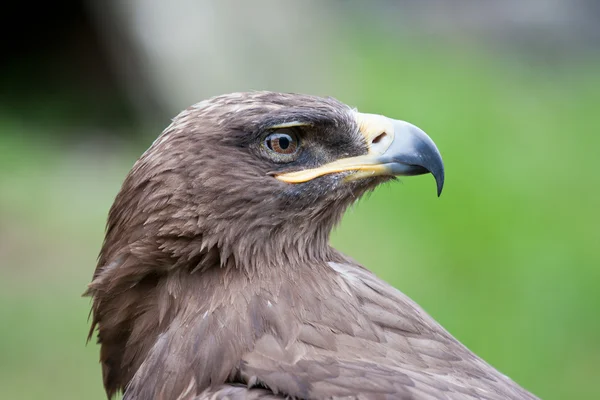 Profil eines Falken — Stockfoto