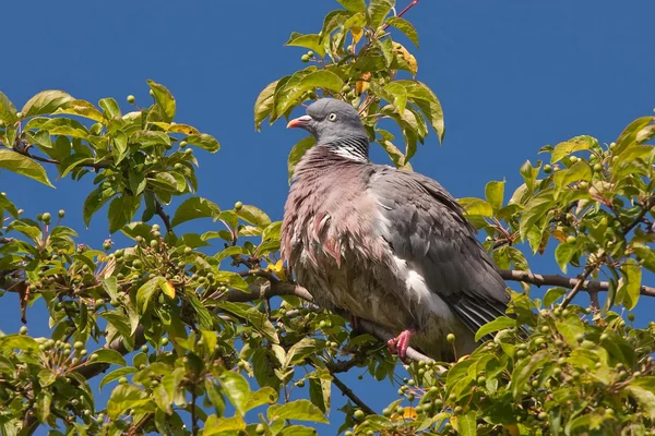 Bir ağacın altında oturup büyük güvercin — Stok fotoğraf