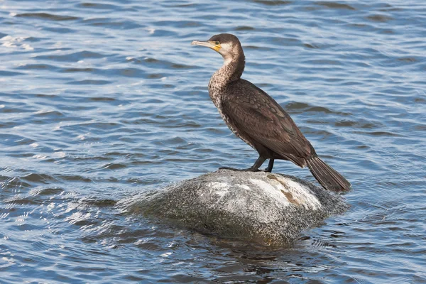 Cormorano di pesca a una pietra nel mare — Foto Stock